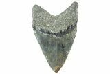 Fossil Megalodon Tooth - North Carolina #365011-2